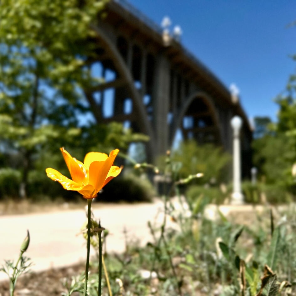 Laurel Trzaskoma, View of Colorado Street Bridge from Desiderio Park, Pasadena